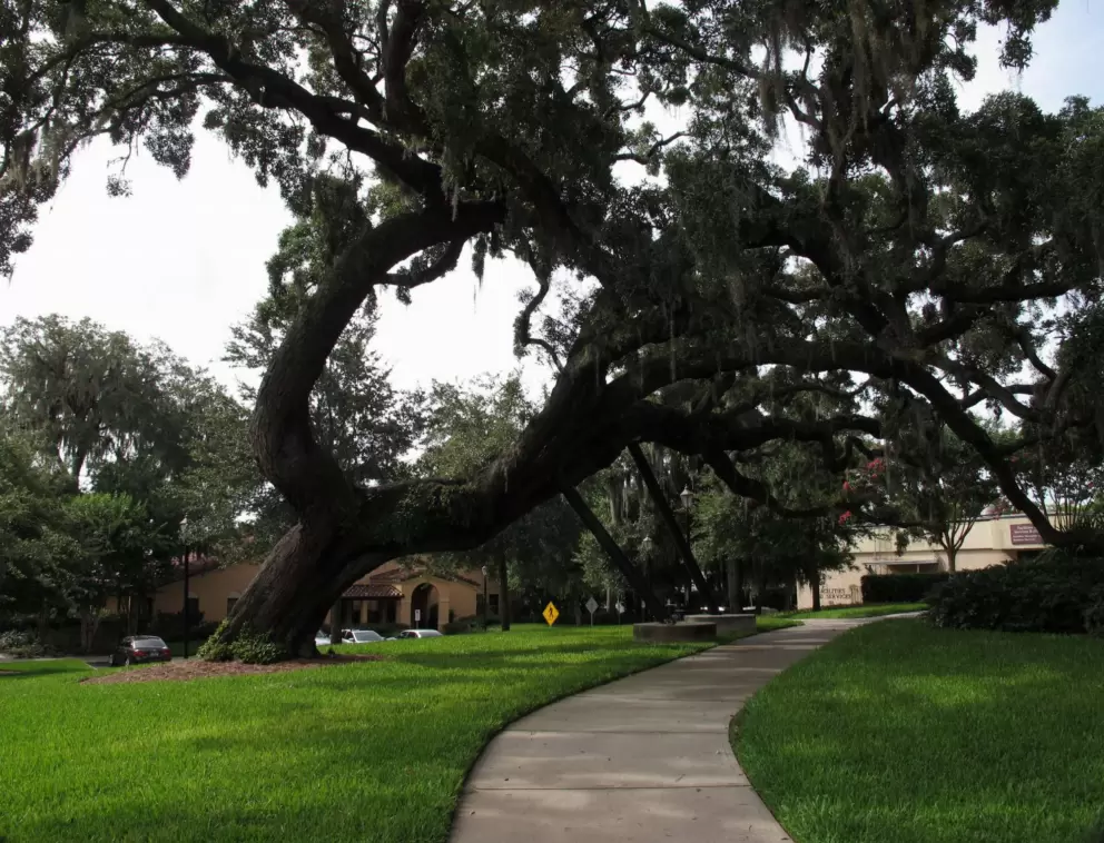 Huge, wonderful oak tree.