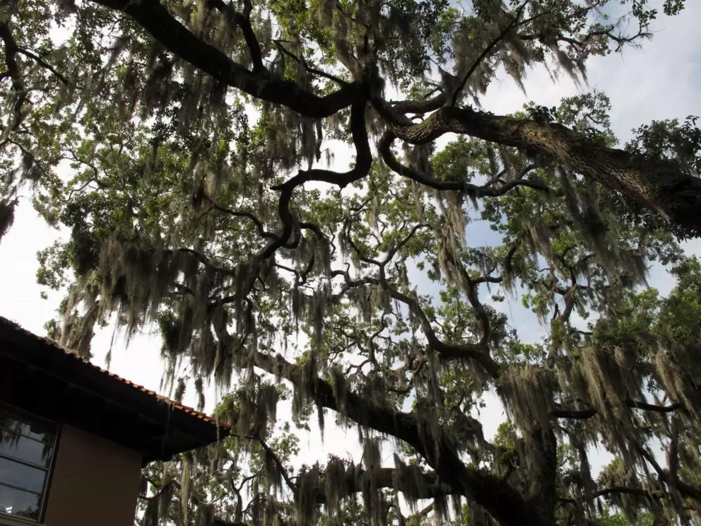 Just can't get enough of the Spanish moss!