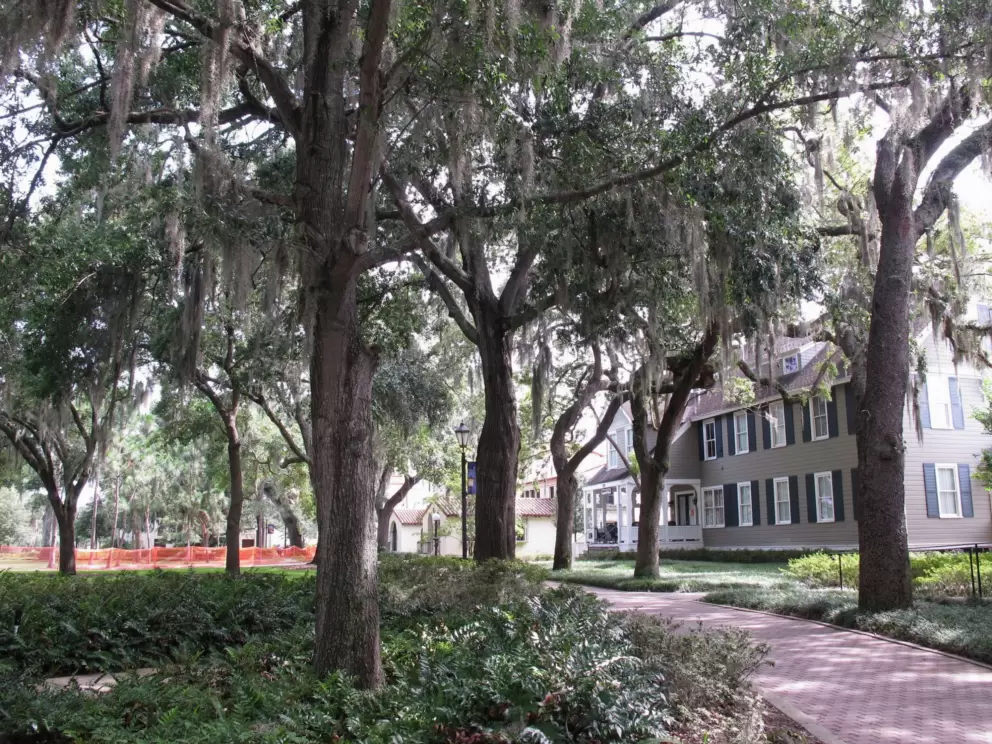 Walkway under Spanish moss.