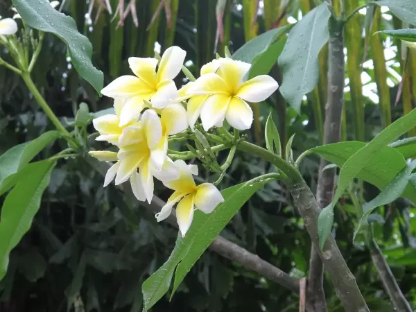 Plumeria in an Abacoa neighborhood garden.