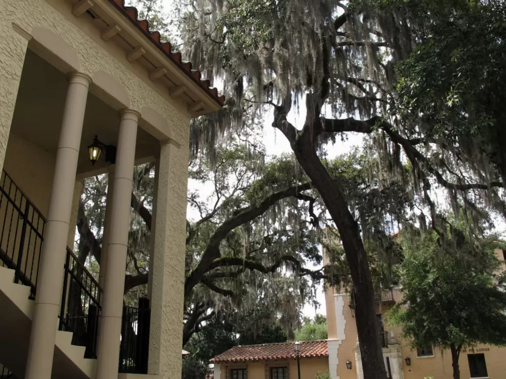 The incredible moss-draped oak trees!