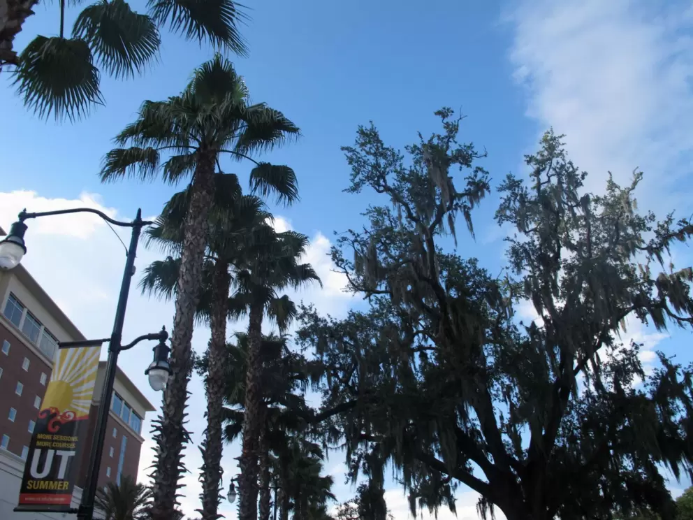 Spanish moss and palm trees at the entrance to University of Tampa.