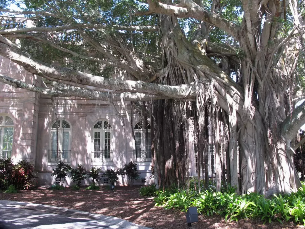 Strangler fig tree outside College Hall (former Ringling estate).