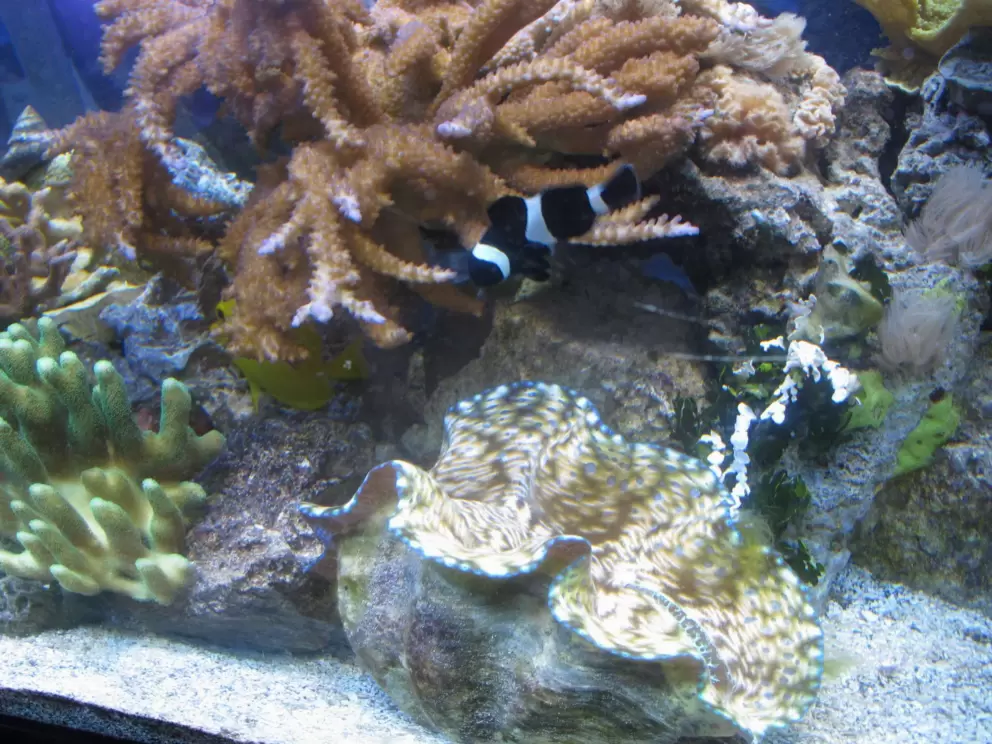 Coral and tropical fish in marine science lab.