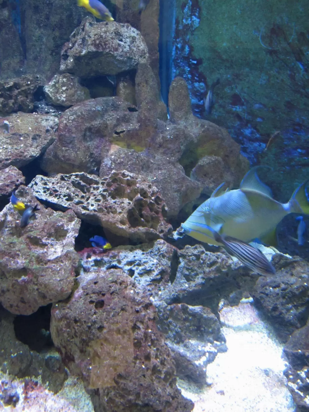 Fish and coral in one of over 100 tanks.