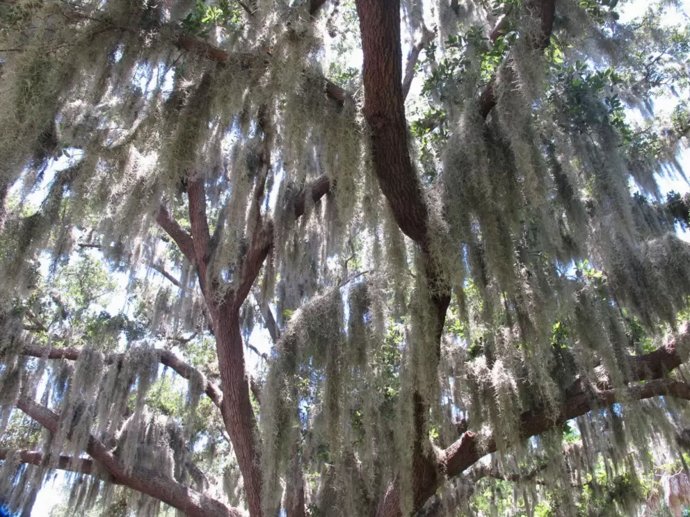Oak tree with hanging moss, on campus.