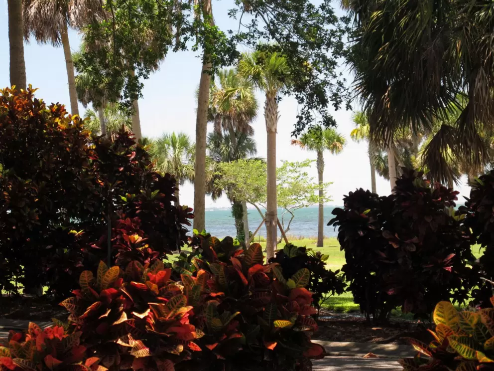 Tropical plants and ocean.