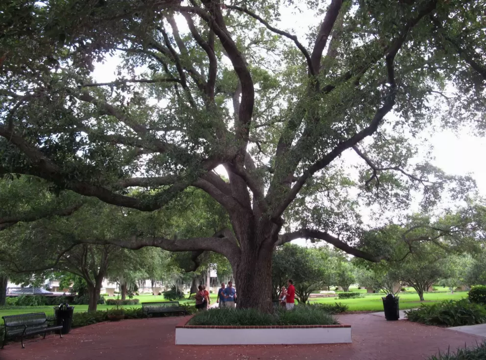 Wonderful, expansive tree.
