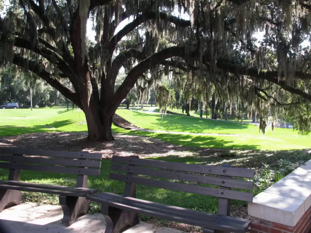 Moss-draped oak tree and benches.