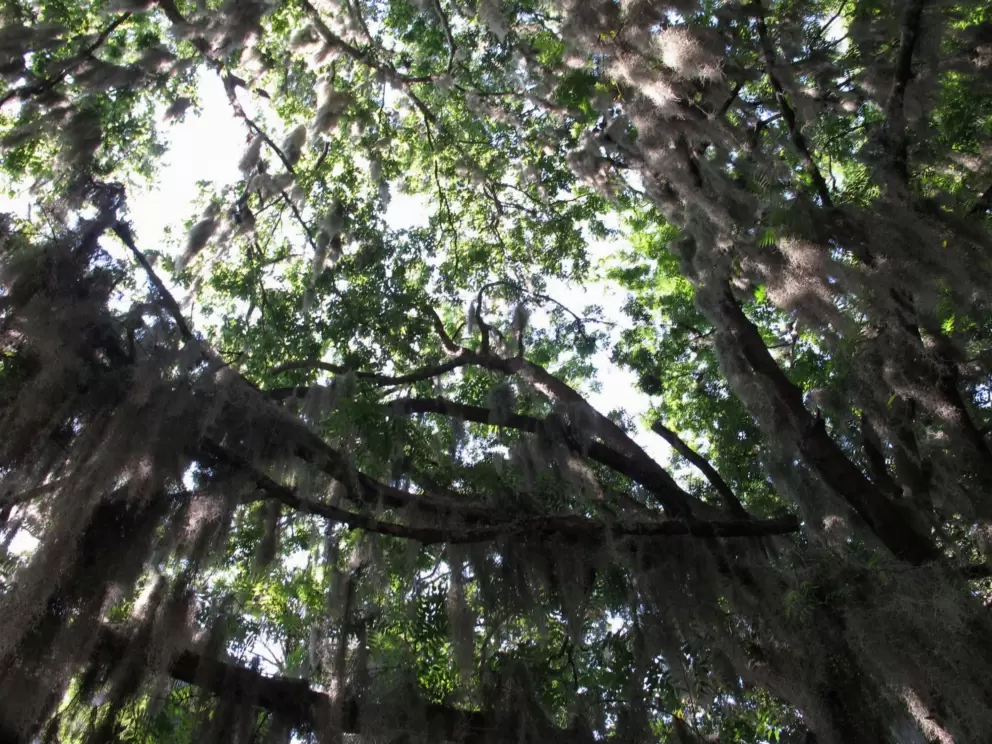 Looking up at the oak trees. Love them!