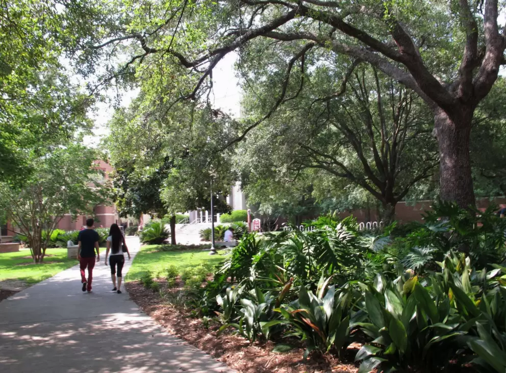Students strolling along a shady path.
