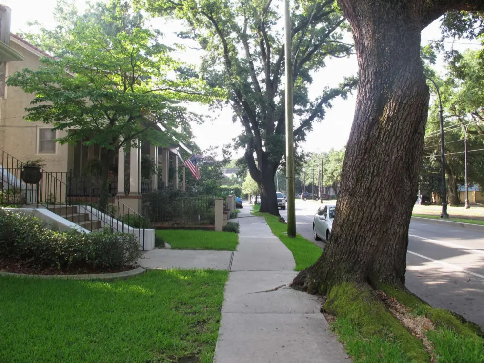 A giant oak tree cracking through the sidewalk.