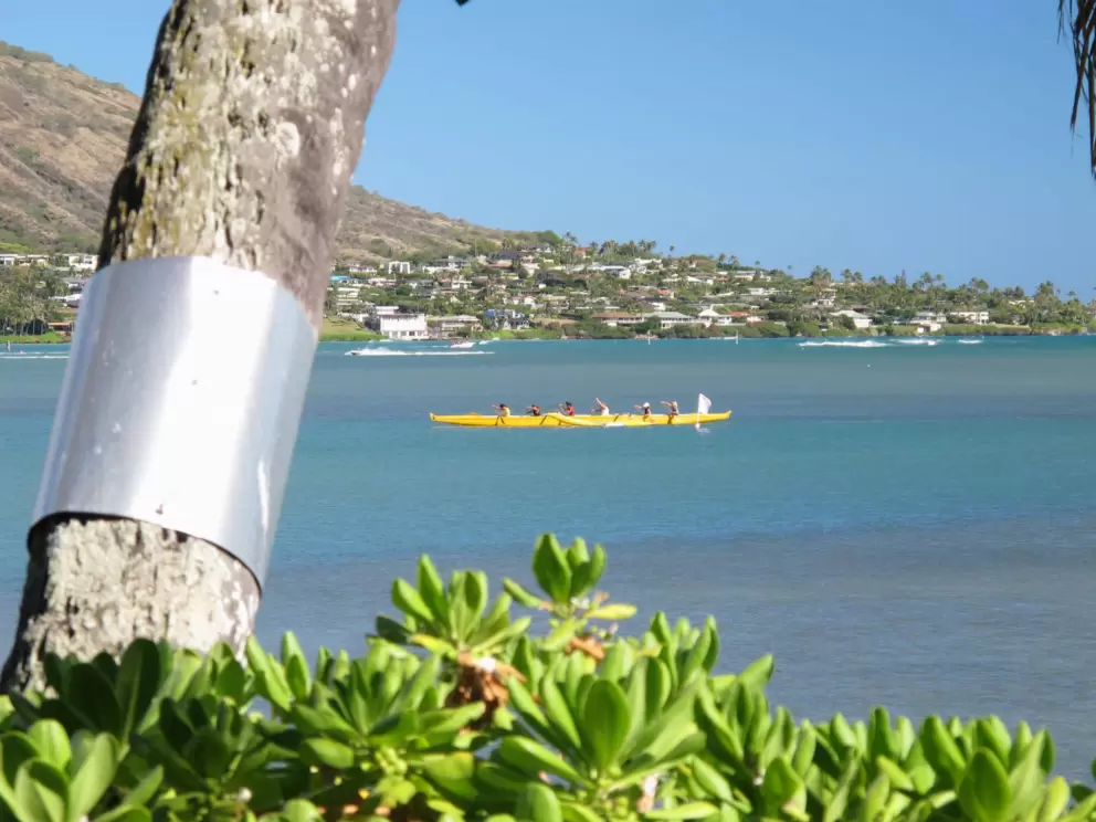 Paddle team.
