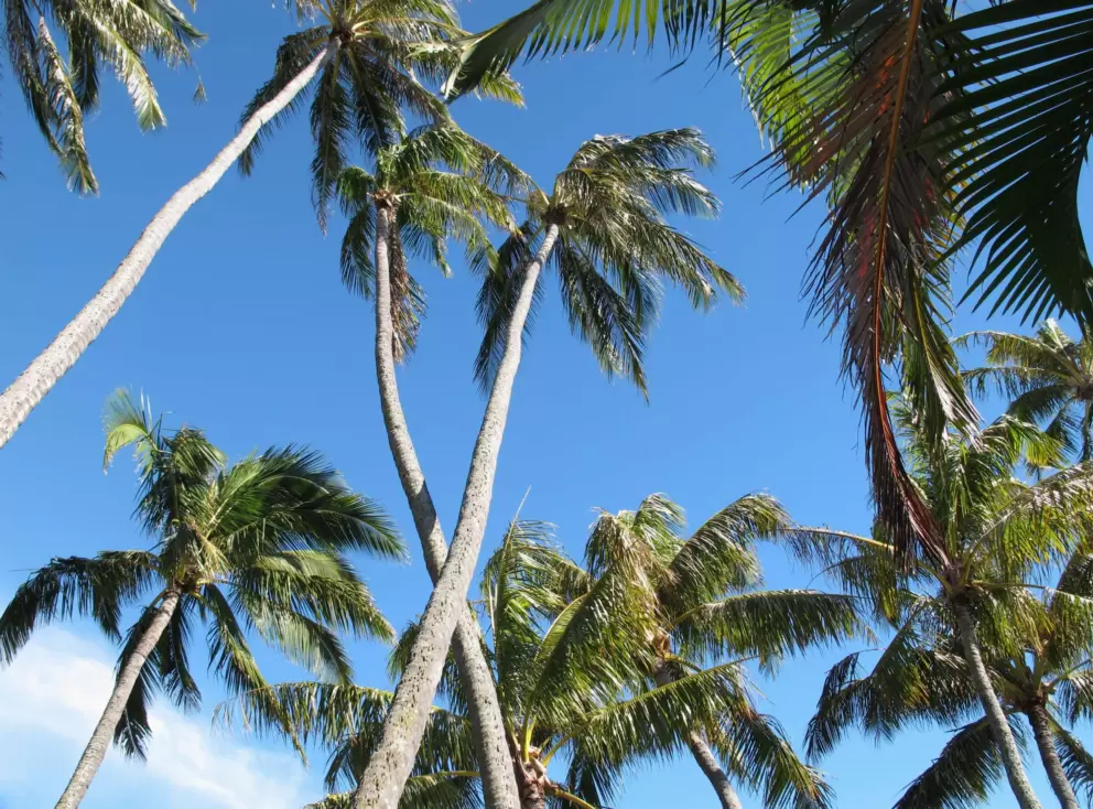 Palm tree sky.