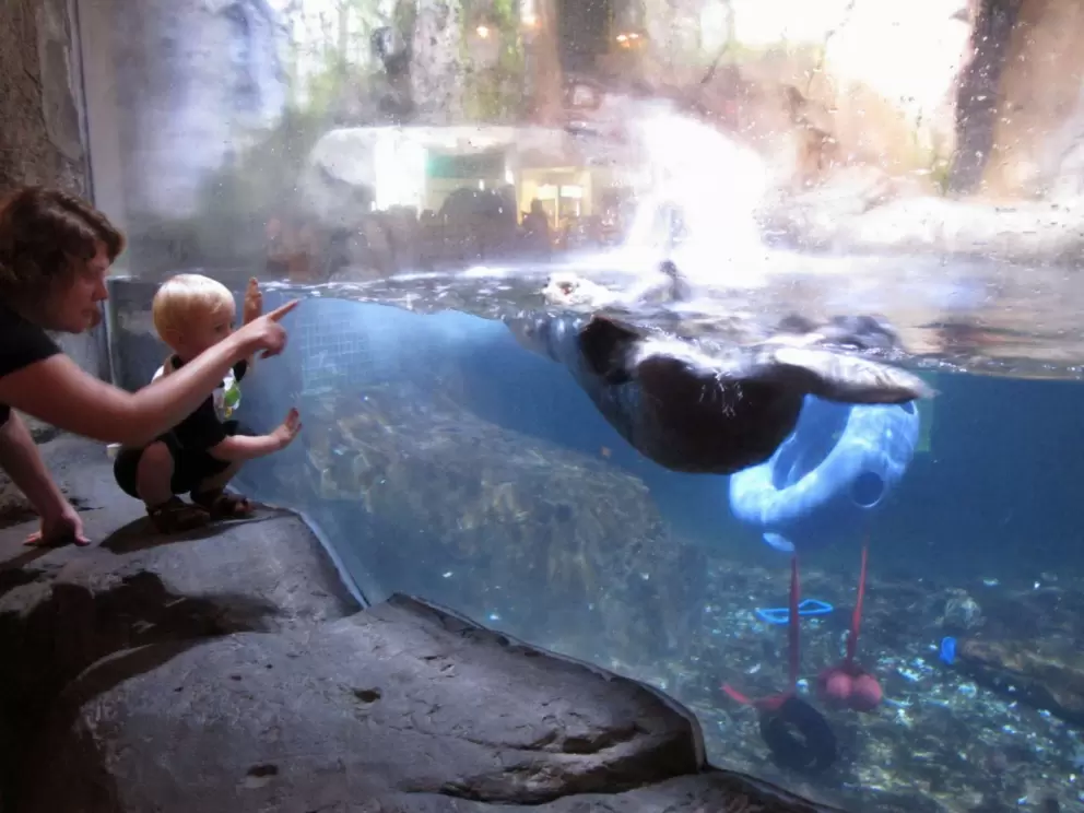 Mother and toddler son check out the otter!