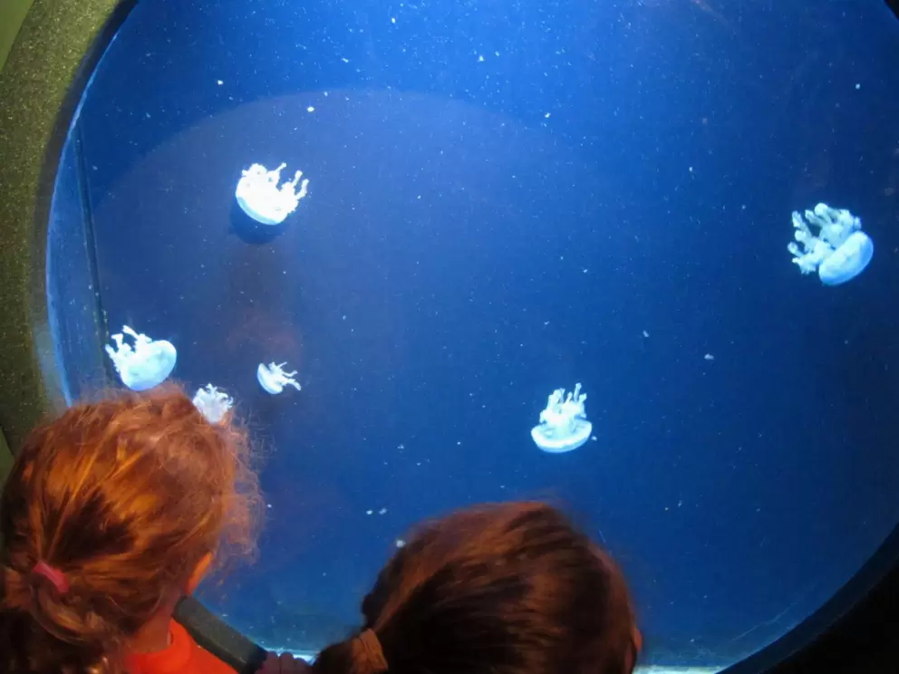 Two girls look at jellies!