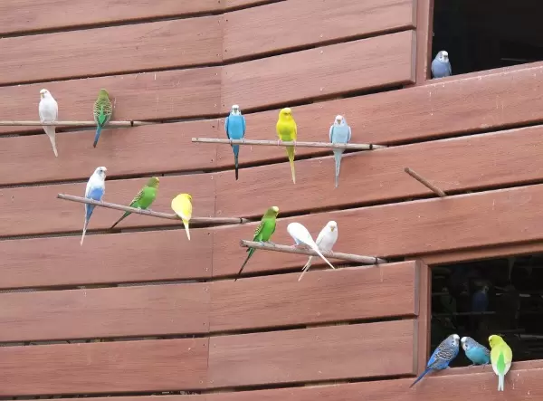 Colorful parakeets.