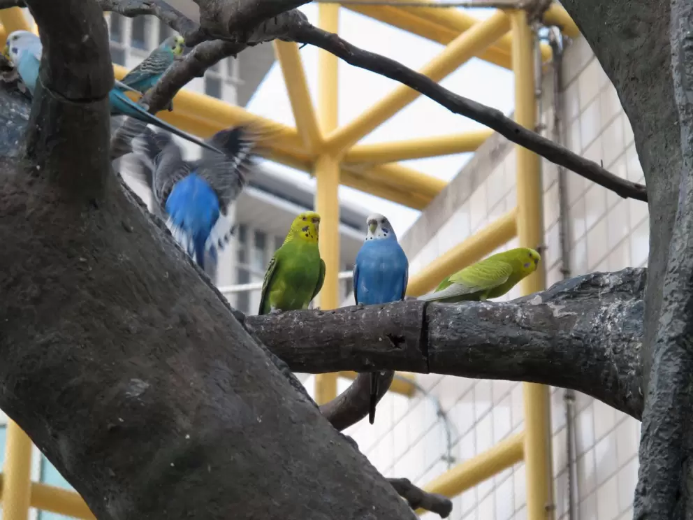 Blue and white parakeet, and yellow and green parakeet.