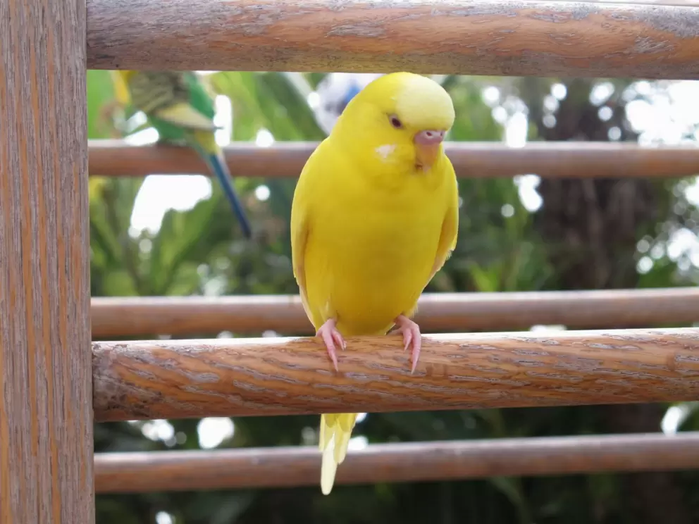 Yellow parakeet- so sweet!