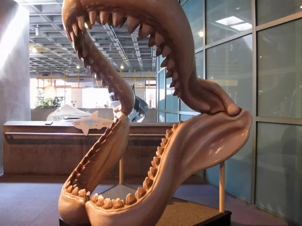 Large shark mouth.