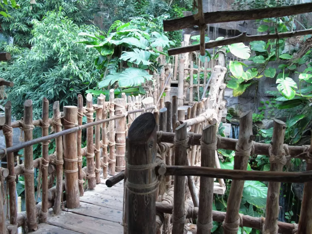 Tree-top loop, up high in the Amazon rainforest area.