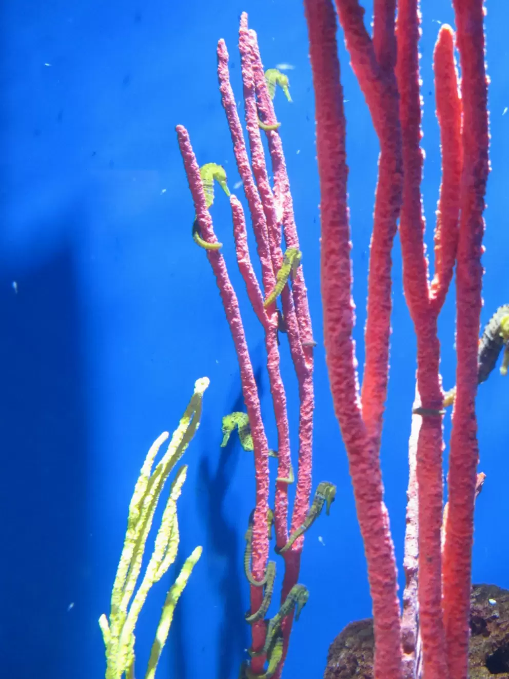 Seahorses galore! And colorful coral.