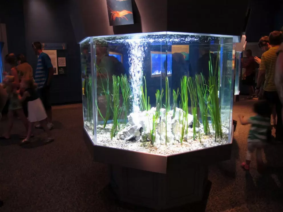 Seahorse tank.