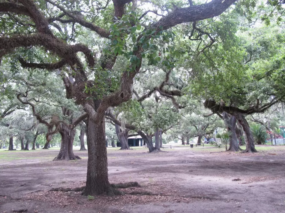 Beautiful City Park, where Carousel Gardens is located.