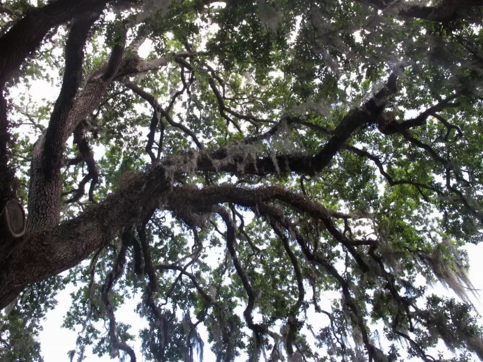 The stunning trees just outside Carousel Gardens, in City Park.