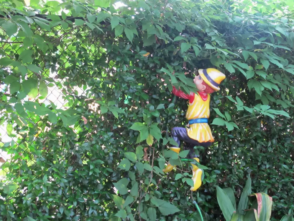 Jack climbing the bean stalk.