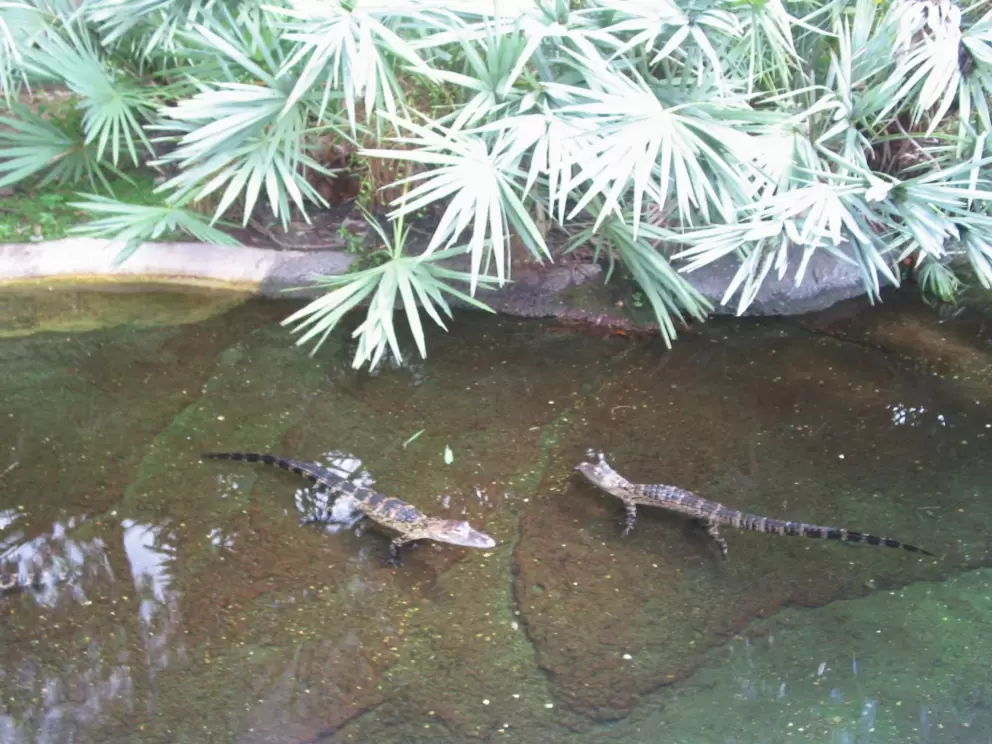Baby alligators.