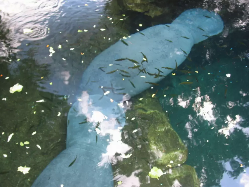 Two manatees.