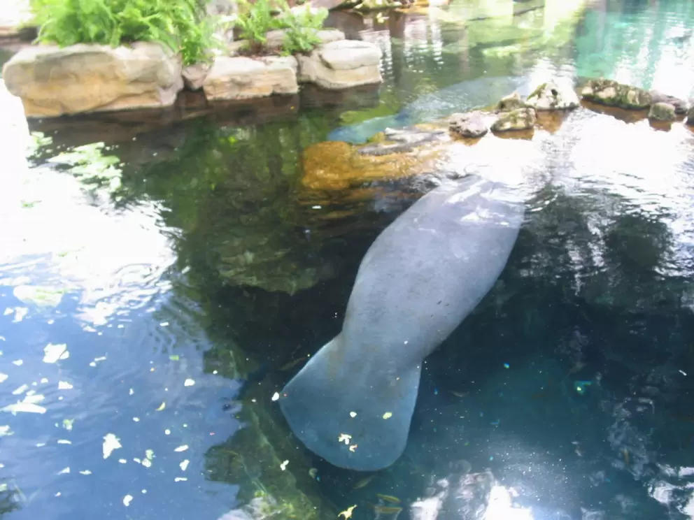 A manatee floats along in its pool.