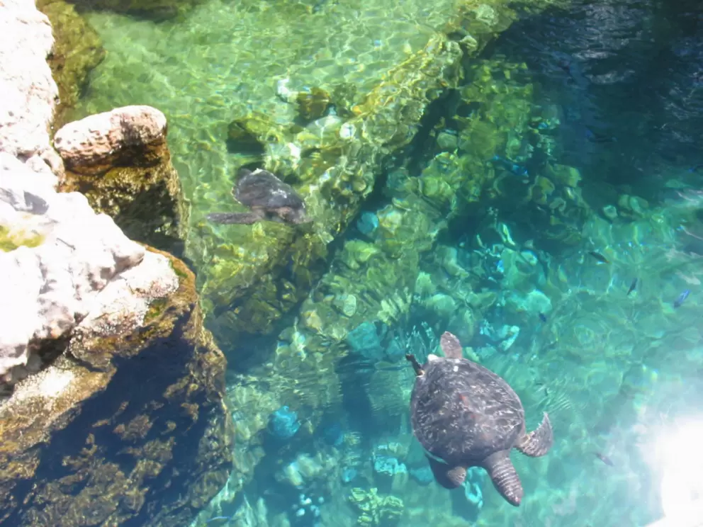 Turtle swimming by.