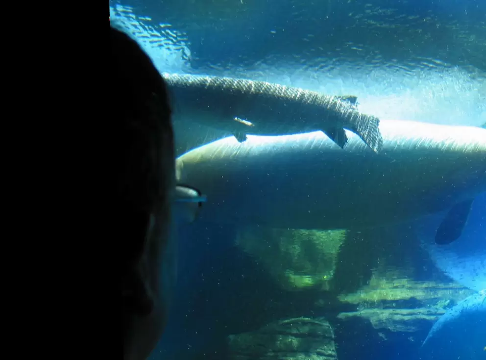 Manatee from below the water- you see it as you wait in line at Turtle Trek.