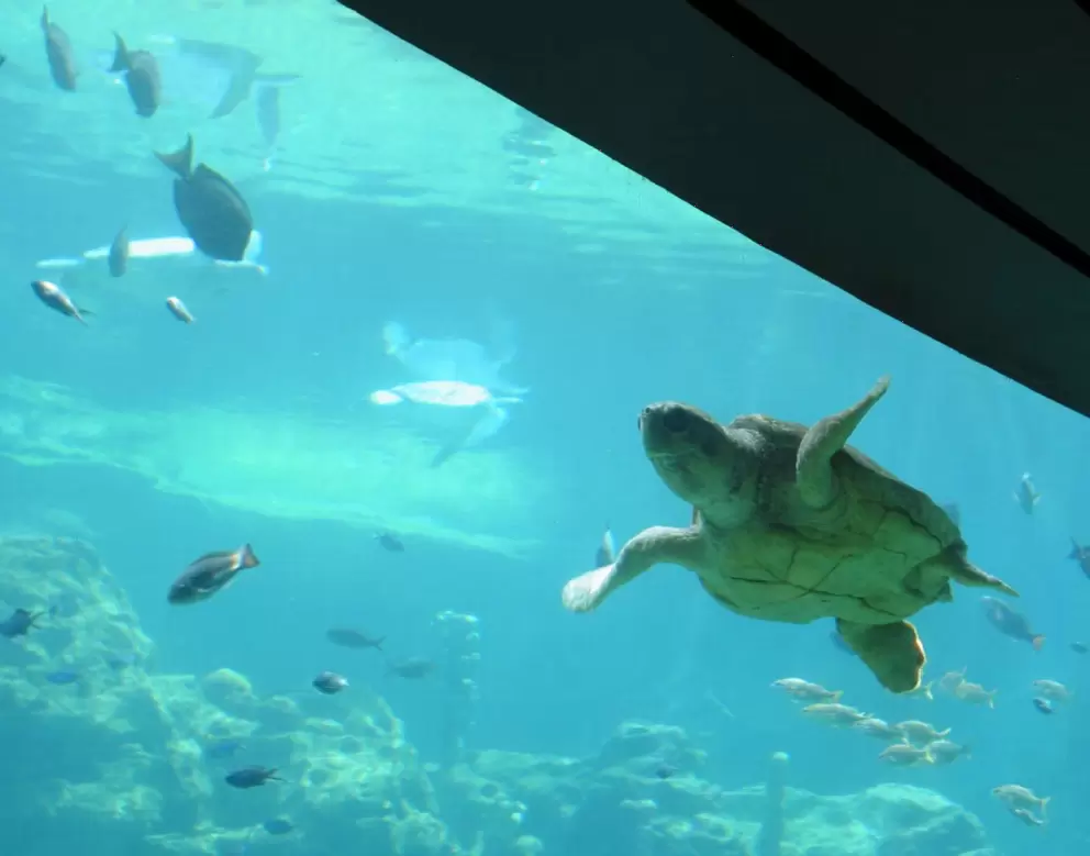Turtle zooming by- as you wait in line at Turtle Trek.