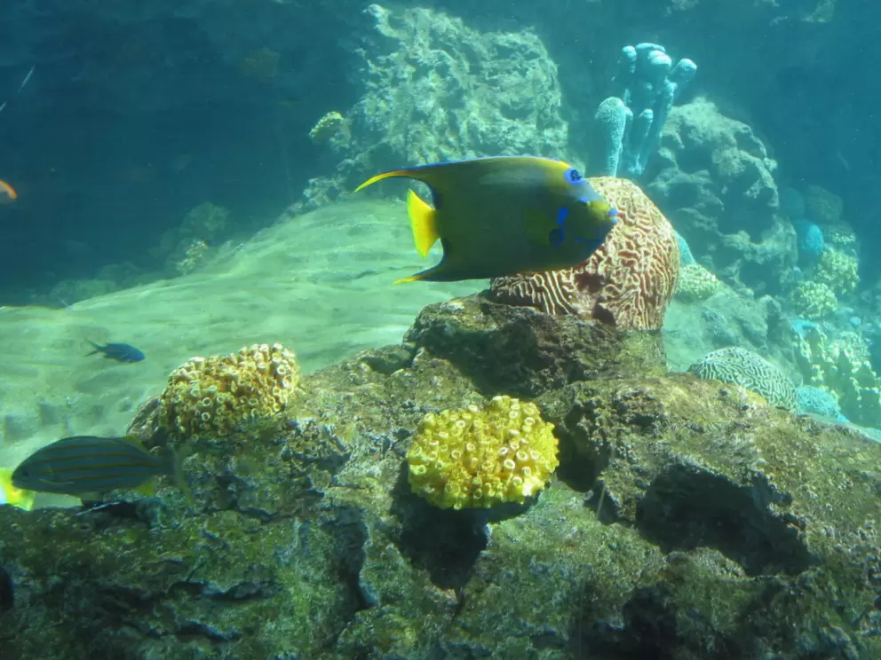 Gorgeous fish and coral in tanks at the queue for Turtle Trek..