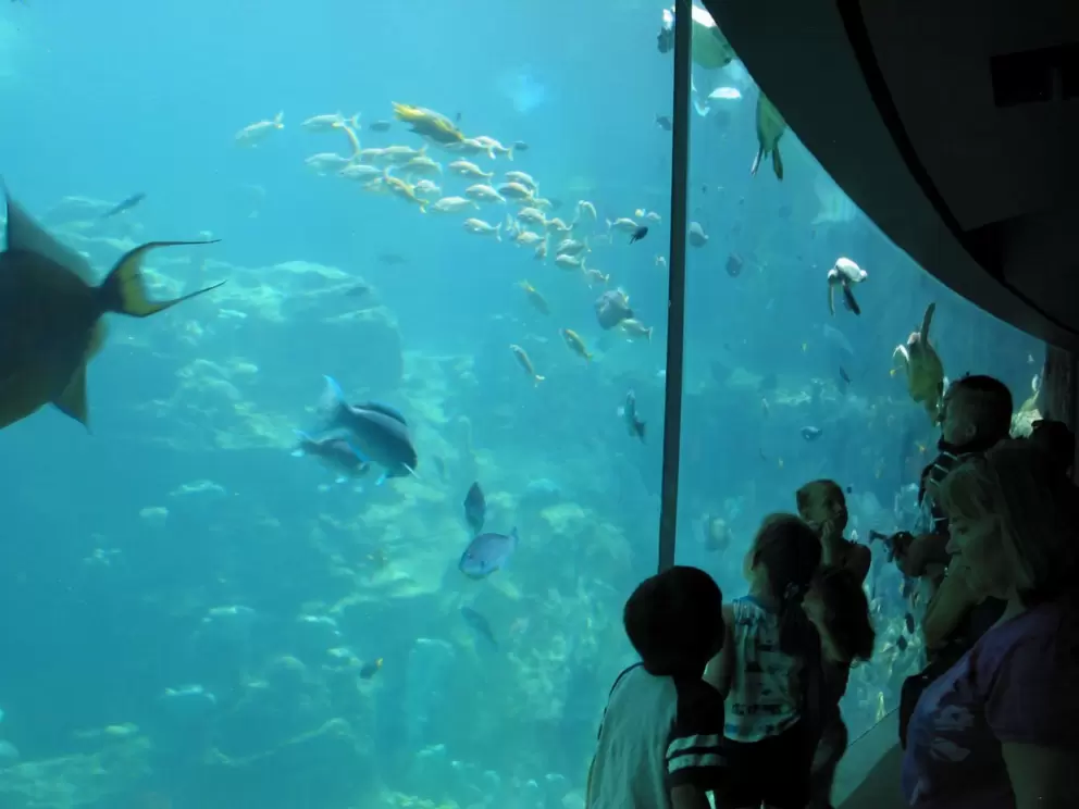 Visitors enjoy the tropical tank before they enter Turtle Trek.