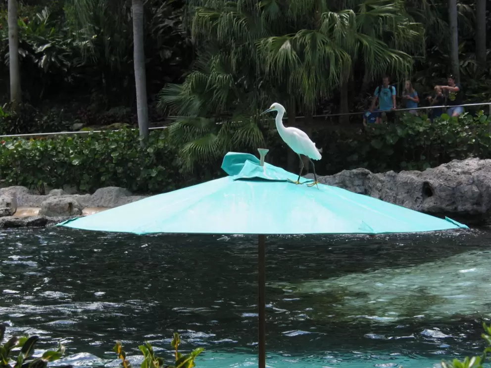 Egret walking on an umbrella.