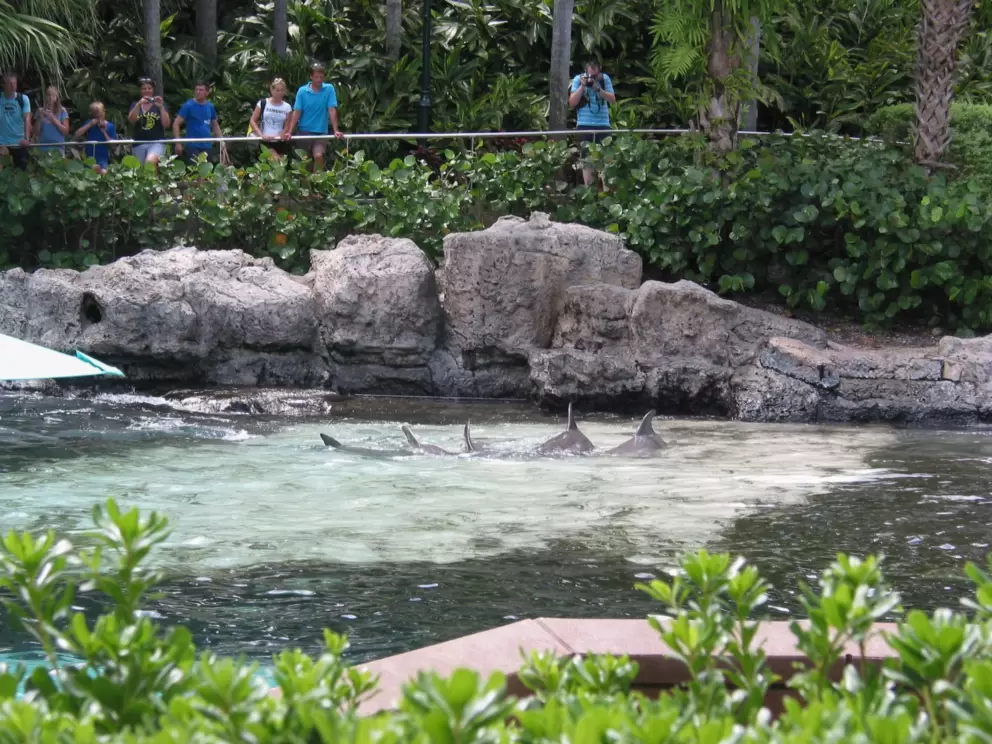 It's wonderful to stand in the shade above Dolphin Cove and take in the scene.