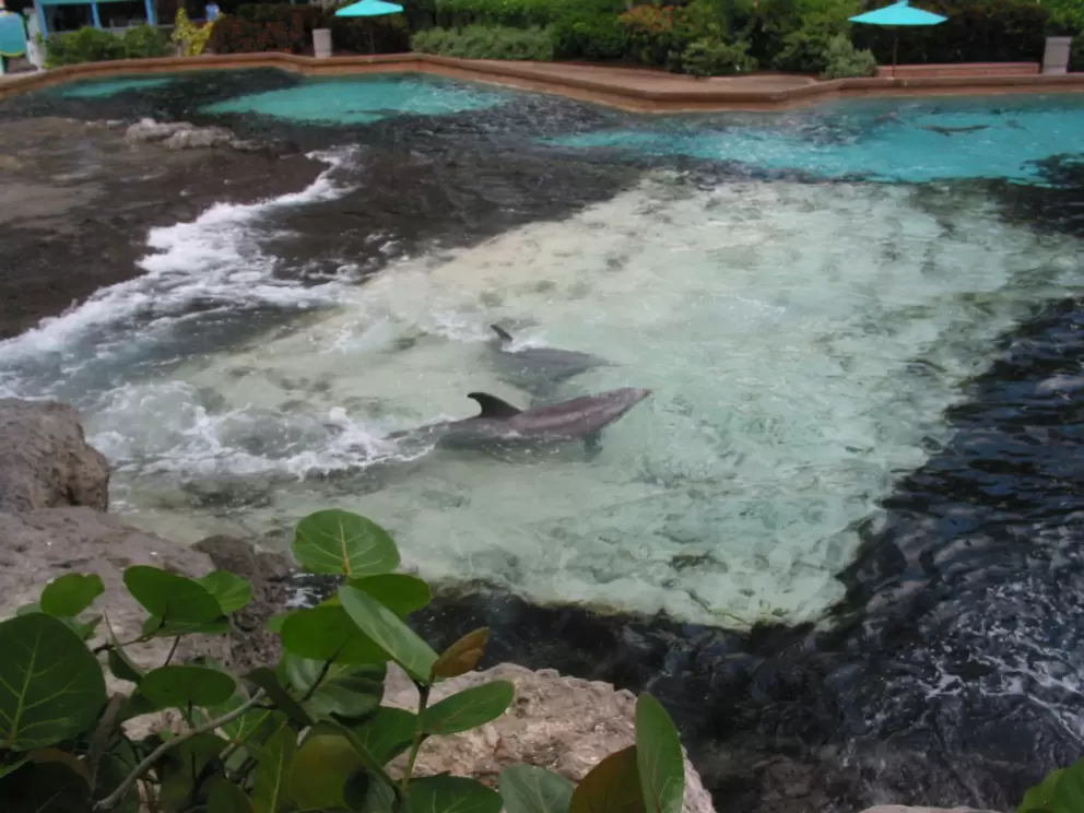 Dolphins playing in the waves at Dolphin Cove.