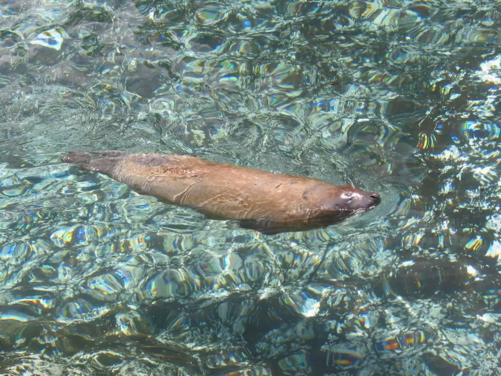 A seal swims gracefully by.