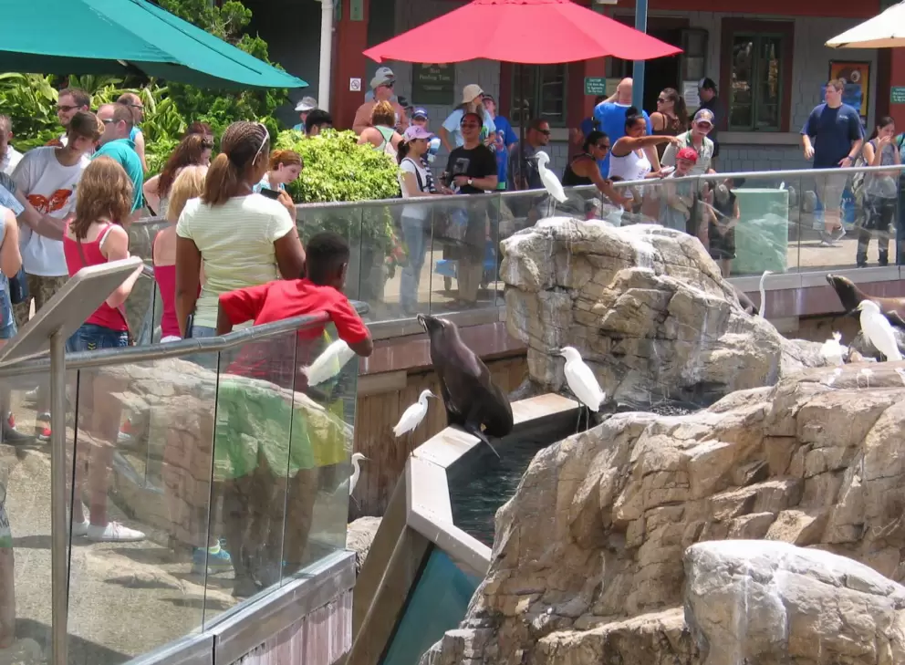 A crowd checks out the seals.