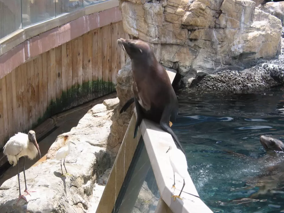You can feed the seals.