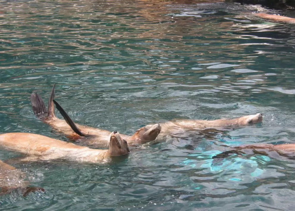 Seals swimming along on their backs.