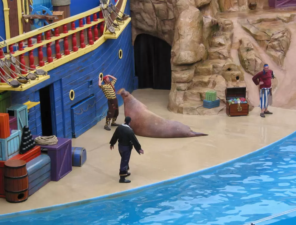 Walrus in Clyde and Seamore's Sea Lion High show.