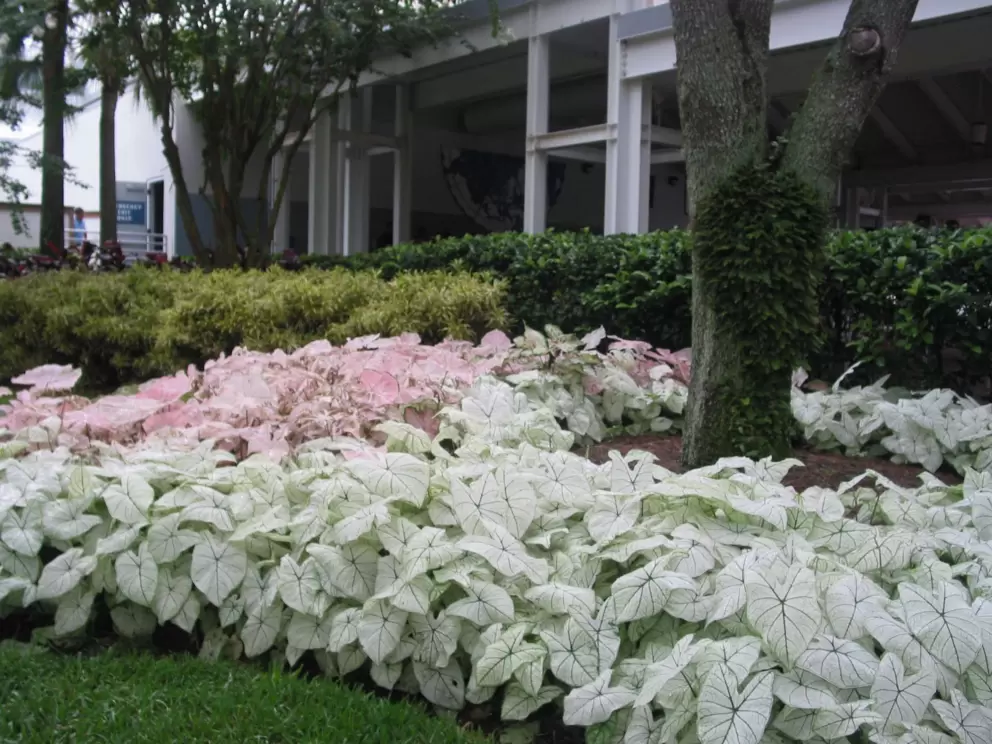 Patch of caladiums.