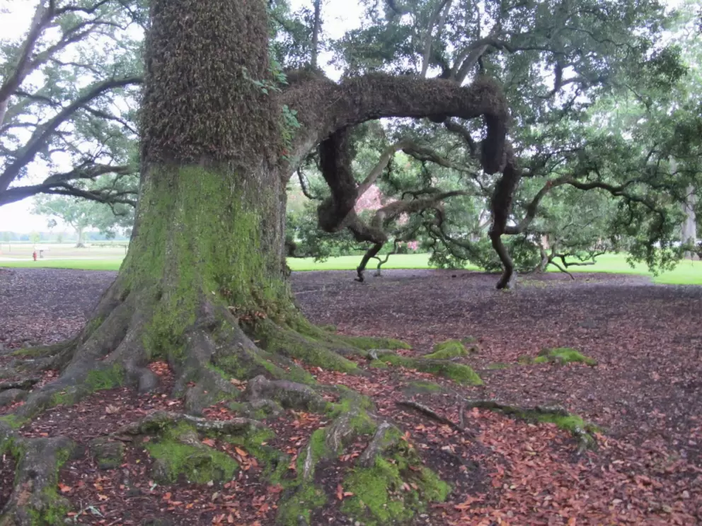 Trees roots, and tree trunk covered in vines.