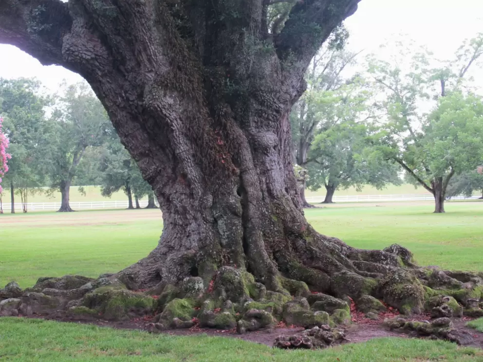 Knobby tree roots- lovely!