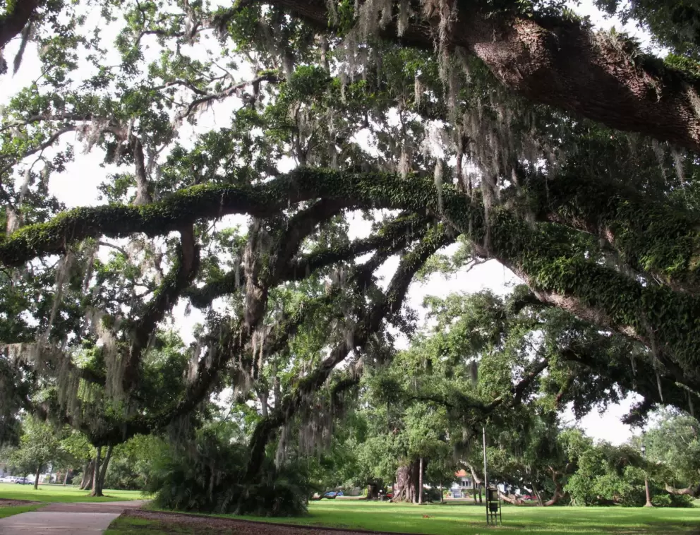 Incredible oak tree with branches reaching to the ground.
